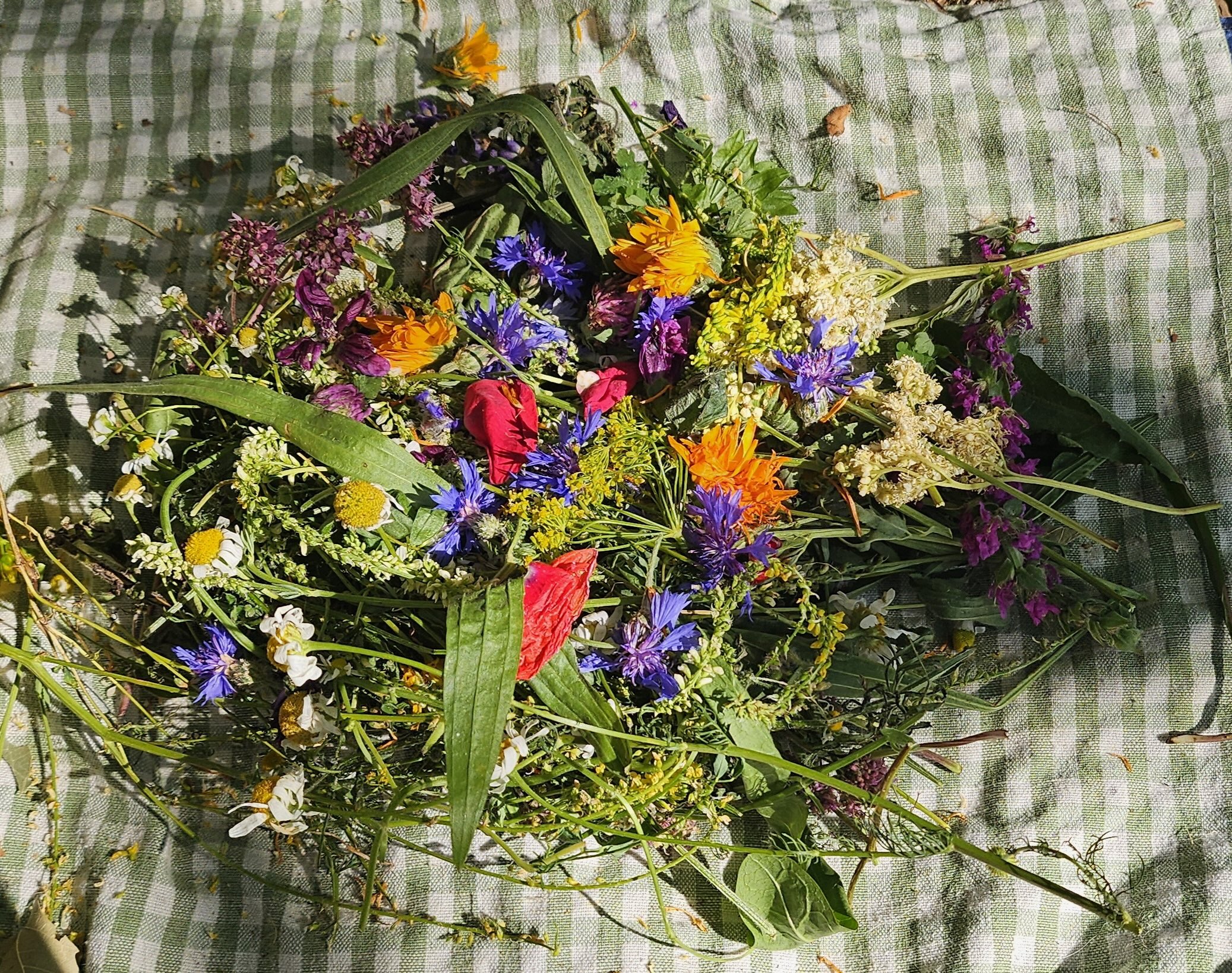 Kraeutersammlung2025